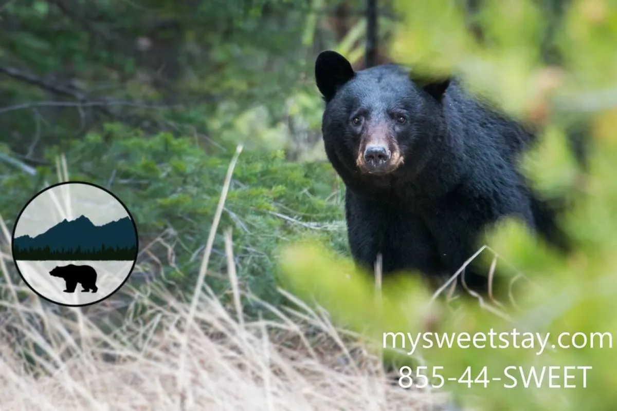 A black bear is seen strolling through lush, green foliage and grass, surrounded by natural woodland. The image captures a sense of tranquil wilderness and immersive nature, evoking the experience of exploring the scenic outdoors.